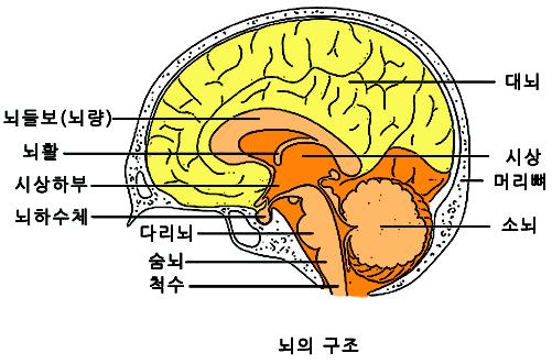 대뇌