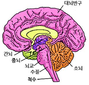 대뇌 구조
