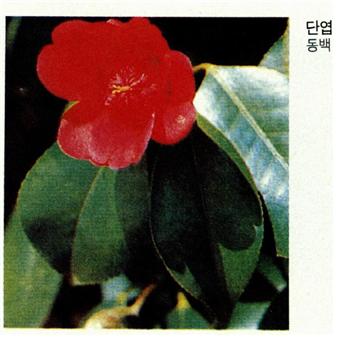 동백