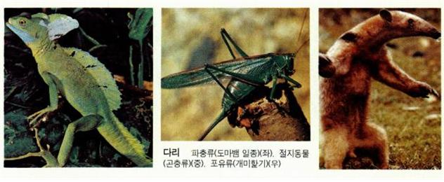 리