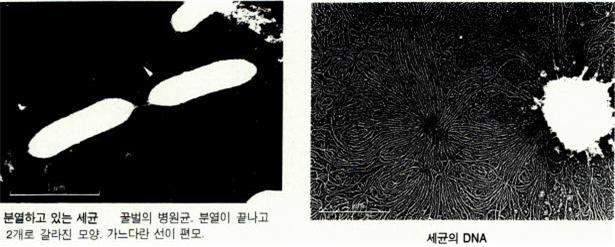 리소좀