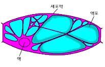 마이크로스피어