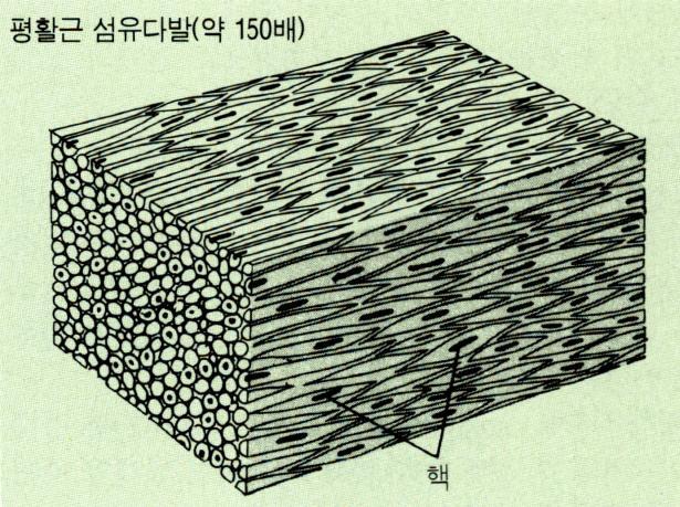 말이집