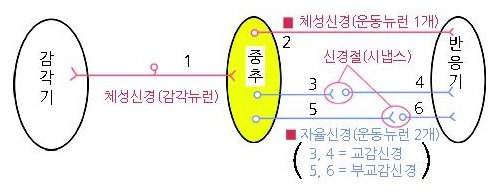 말초신경계
