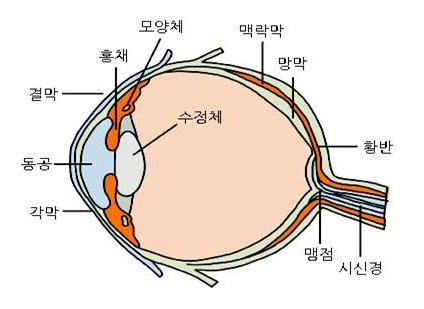 망막1