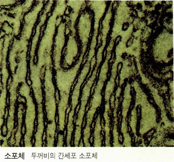 매끈면소포체