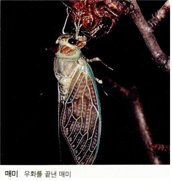 매미
