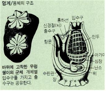 멍게