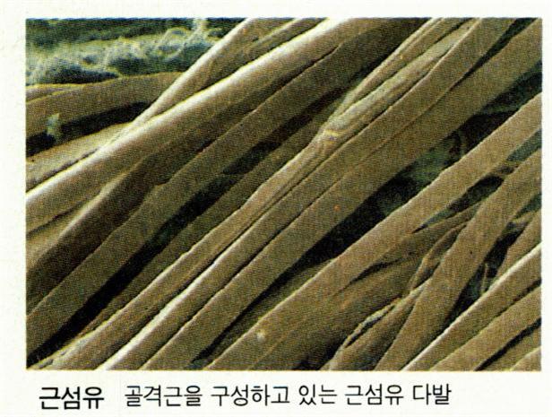 명대