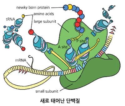 새로