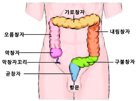 창자