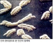 2배체