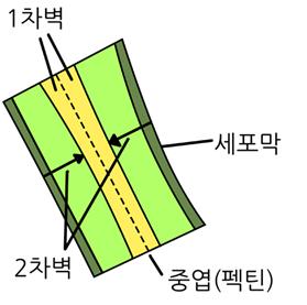 2차세포