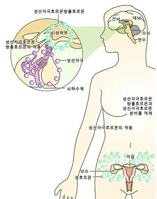 2차 성징 (secondary sexual character) 二次性徵