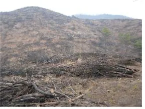 2차 천이 (secondary succession)二次遷移