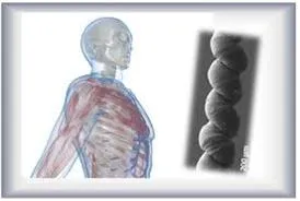 3염기 조합 (triplet code)