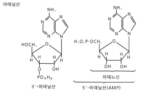 AMP (adenosine monophosphate)