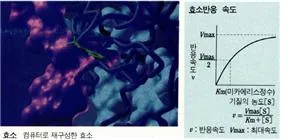 ATP 분해 효소 (ATP hydrolase, ATP分解酵素)
