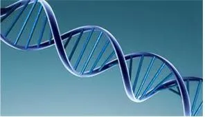 DNA  2중 나선(DNA double helix )