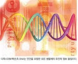 DNA (deoxyribonucleic acid)