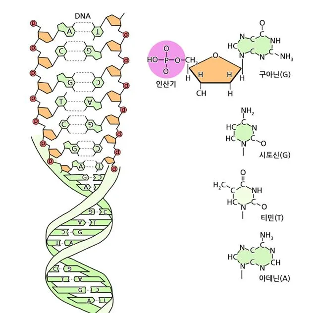 DNA 분석 (DNA analysis, DNA分析)