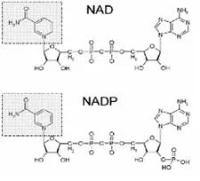 NAD+ (nicotinamide adenine dinucleotide)