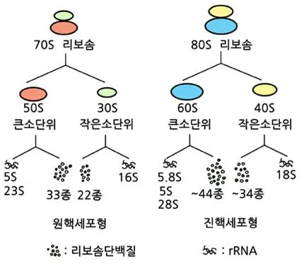 RNA (ribosomal RNA)