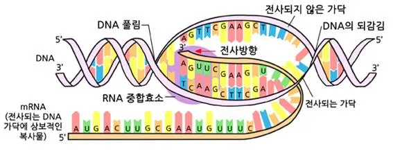 RNA 중합 효소 (RNA polymerase, RNA重合酵素)