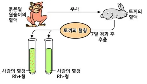 Rh식 혈액형 (Rh type blood group,-式血液型)