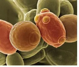 S형균 (S type bacteria)