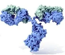 T 림프구 (T lymphocyte)