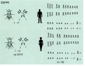 X염색체 (X chromosome, X染色體)