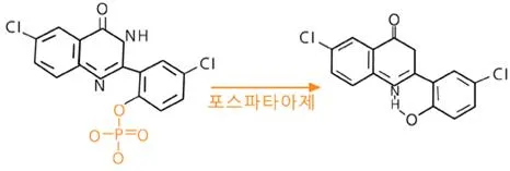 가수분해 [hydrolysis, 加水分解]