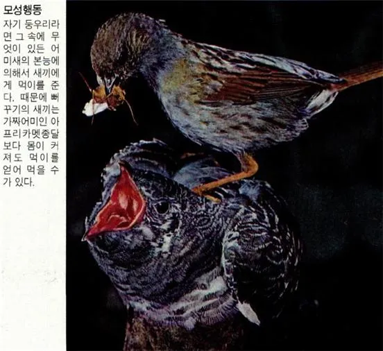 모성행동(maternal behavior, 母性行動)