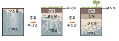 모질물(parent materia, 母質物l)