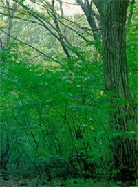 목본(woody plant, 木本)