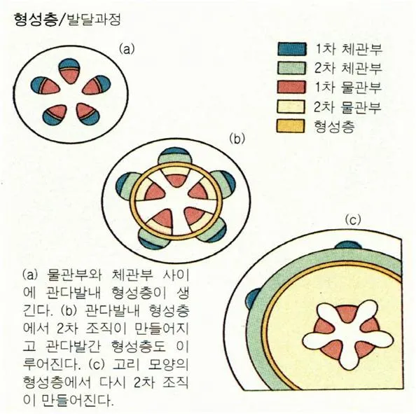 목질화(lignification, 木質化)
