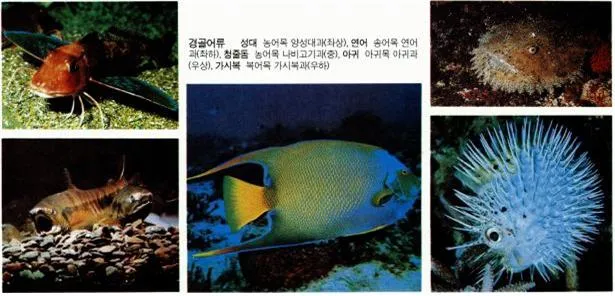 무양막류(Anamnia, 無羊膜類)