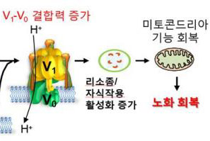 [사이언스타임즈] 젊음 되찾는 비밀 밝혀냈다