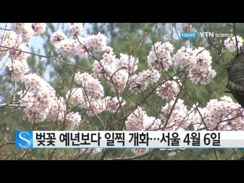 [사이언스 TV] 벚꽃 예년보다 2~5일 일찍 개화...서울 4월 6일