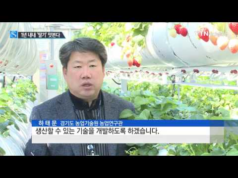[사이언스 TV] 1년 내내 '제철 딸기' 맛본다