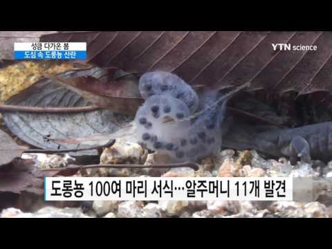 [사이언스 TV] 성큼 다가온 봄…도심 속 도롱뇽의 산란