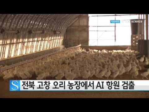 [사이언스 TV] 전북 고창 오리 농장에서 AI 항원 검출…매몰 작업
