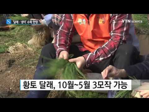[사이언스 TV] 봄 향기 가득 '달래·냉이' 수확 한창