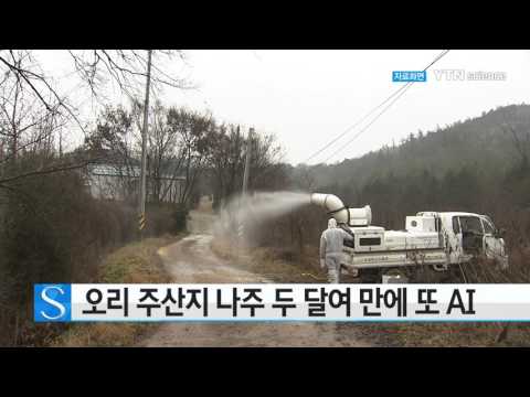 [사이언스 TV] 오리 주산지 나주 두 달여 만에 또 AI