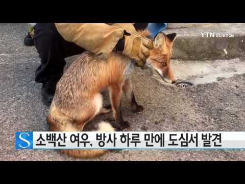 [사이언스 TV] 소백산 여우, 방사 하루 만에 도심에서 발견