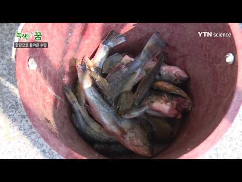 [사이언스 TV] 43년 만에 한강으로 돌아온 수달