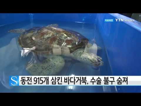[사이언스 TV] 동전 915개 삼킨 태국 바다거북, 수술 불구 숨져