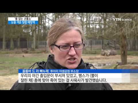[사이언스 TV] '뿔 없는 코뿔소' 세상 오나...눈물 겨운 밀렵 예방책