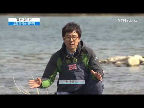 [사이언스 TV] '물 반 고기 반' 고향 돌아온 황어떼 장관